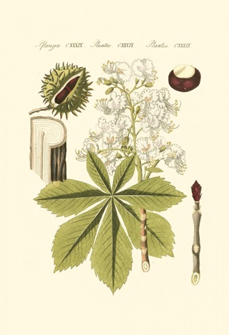 Small Bertuch Horse Chestnut