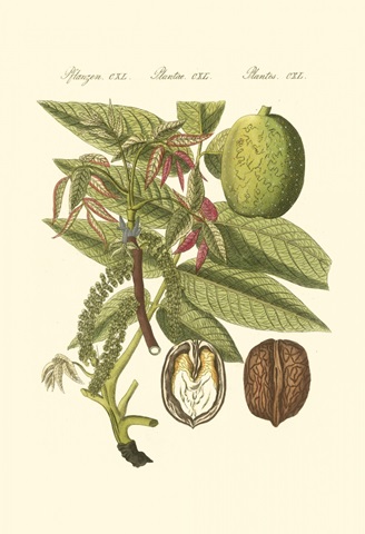 Small Bertuch Walnut