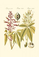 Small Bertuch Yellow Buckeye