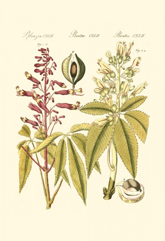 Small Bertuch Yellow Buckeye