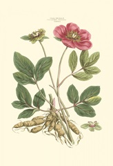 Small Blushing Pink Florals I