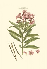 Small Blushing Pink Florals III