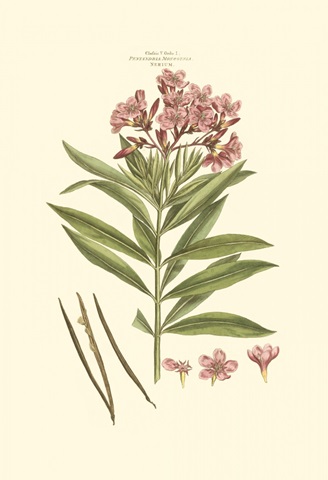 Small Blushing Pink Florals III