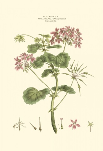 Small Blushing Pink Florals IV