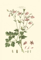 Small Blushing Pink Florals IX