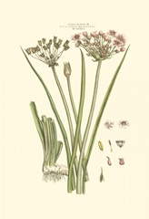 Small Blushing Pink Florals VIII