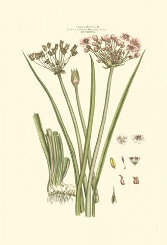 Small Blushing Pink Florals VIII