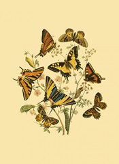 Small Butterfly Gathering I
