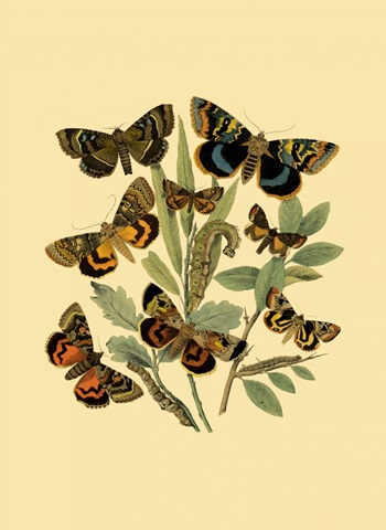 Small Butterfly Gathering III