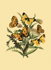 Small Butterfly Gathering IV