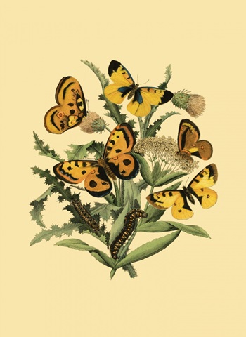 Small Butterfly Gathering IV