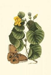 Small Catesby Butterfly and Botanical I