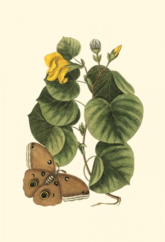 Small Catesby Butterfly and Botanical I