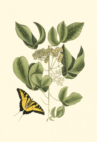 Small Catesby Butterfly and Botanical II