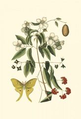 Small Catesby Butterfly and Botanical III