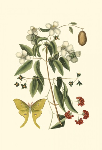 Small Catesby Butterfly and Botanical III