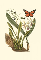 Small Catesby Butterfly and Botanical IV
