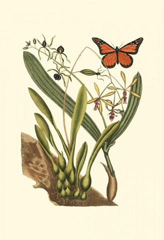 Small Catesby Butterfly and Botanical IV