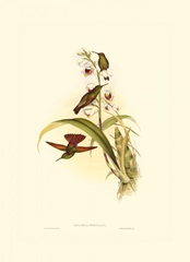 Small Gould Hummingbird II