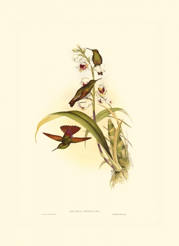 Small Gould Hummingbird II