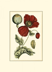 Small Poppy Blooms II