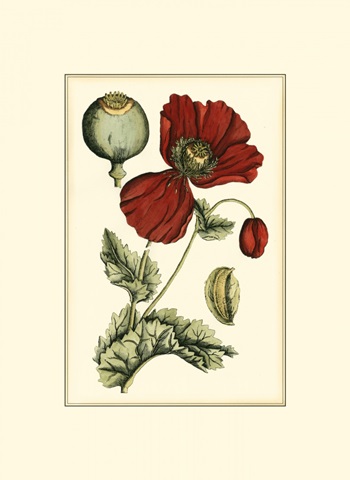 Small Poppy Blooms II