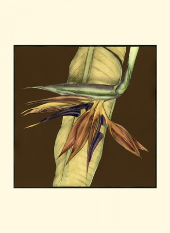 Small Striking Tropical I