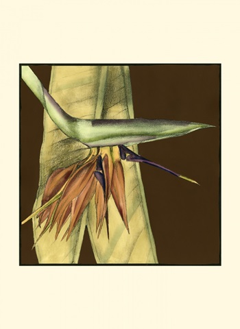 Small Striking Tropical II