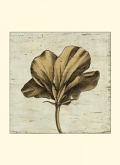 Small Tulip Impressions IV