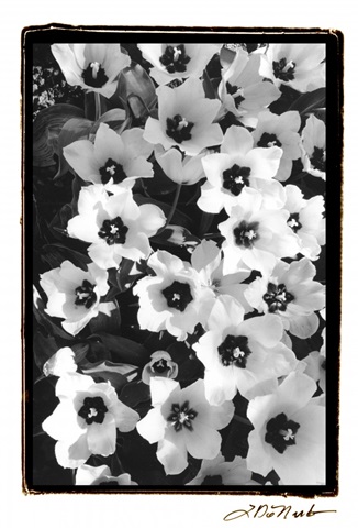 Springtime Garden II