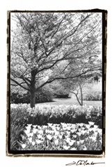 Springtime Garden III