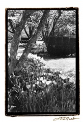 Springtime Garden IV