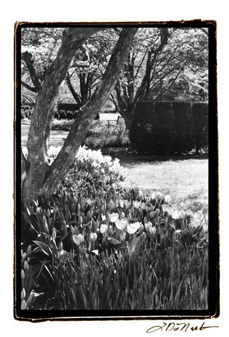 Springtime Garden IV