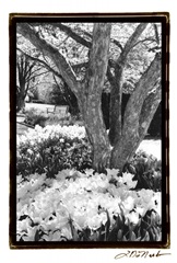 Springtime Garden VI