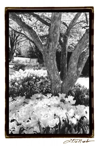 Springtime Garden VI