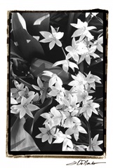 Springtime Garden VII