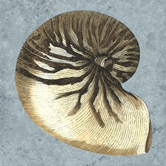 Stonewashed Shells III