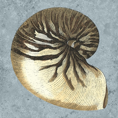 Stonewashed Shells III