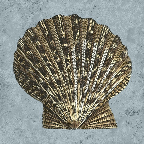 Stonewashed Shells IV