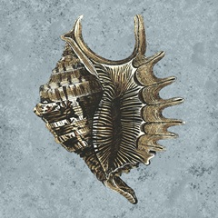 Stonewashed Shells V