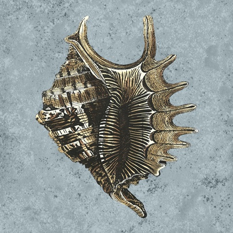 Stonewashed Shells V