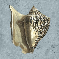 Stonewashed Shells VI