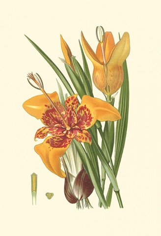 Striking Lilies I