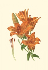 Striking Lilies II