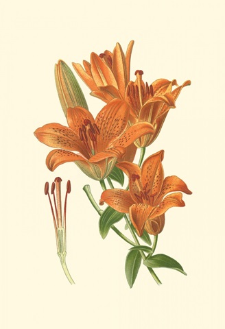 Striking Lilies II