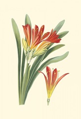 Striking Lilies III