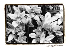 Striking Orchids III