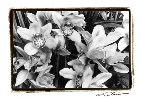 Striking Orchids III