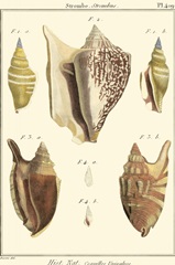 Strombe Shells, Pl. 409