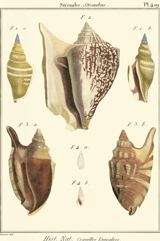 Strombe Shells, Pl. 409